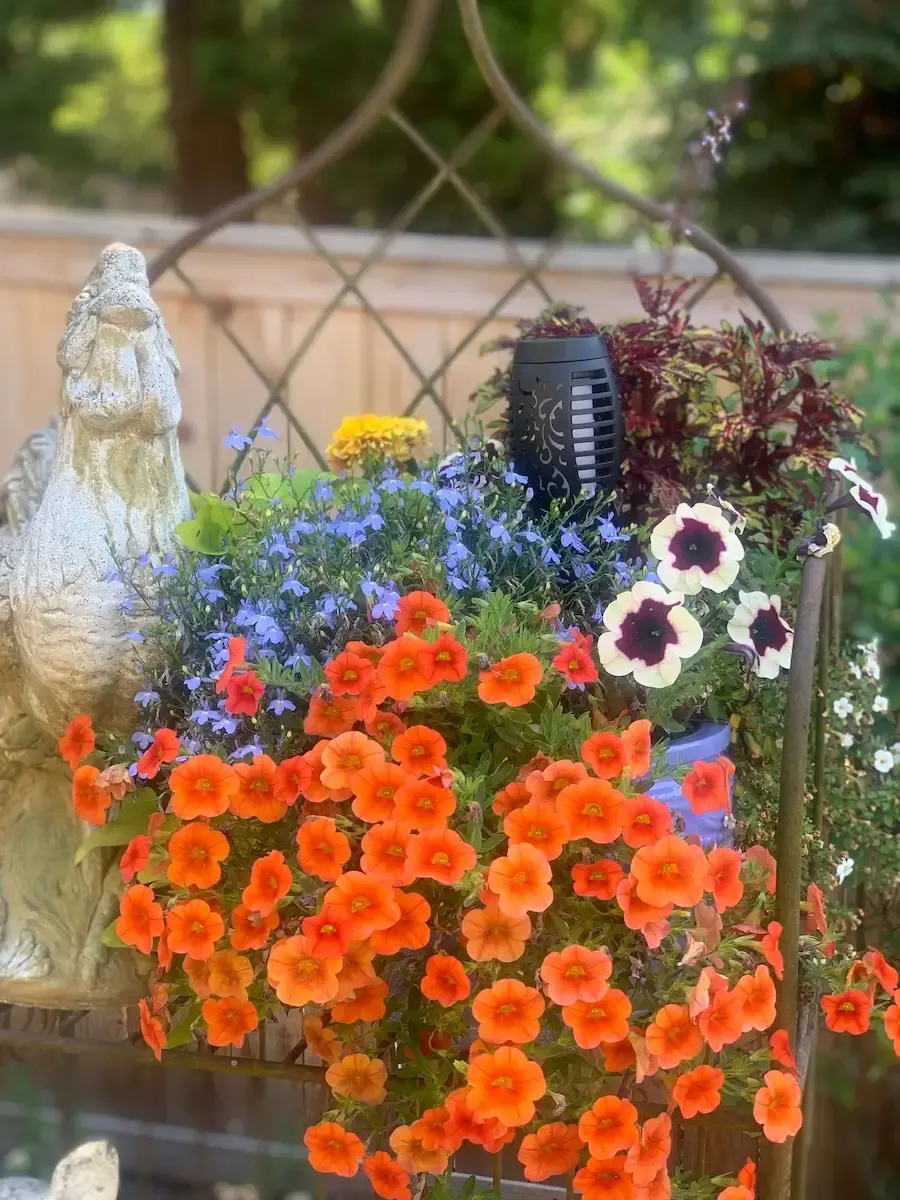 Colorful flower arrangement with bright orange flowers in the front, blues in the back, and white and purple flowers to the side.