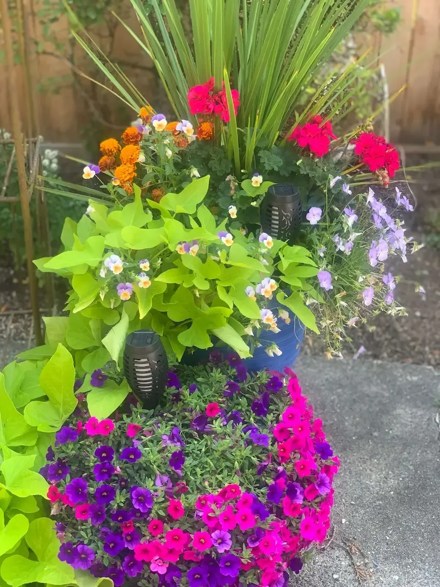 Colorful flower arrangement in pots with dramatic green leaves, pink and purple flowers in the front. In the back is an elegant glass with flowers around the base.